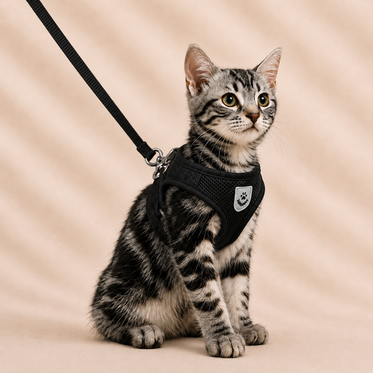 Harnais pour chats