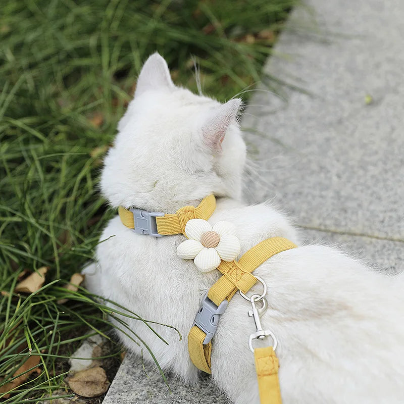 Harnais chat chic