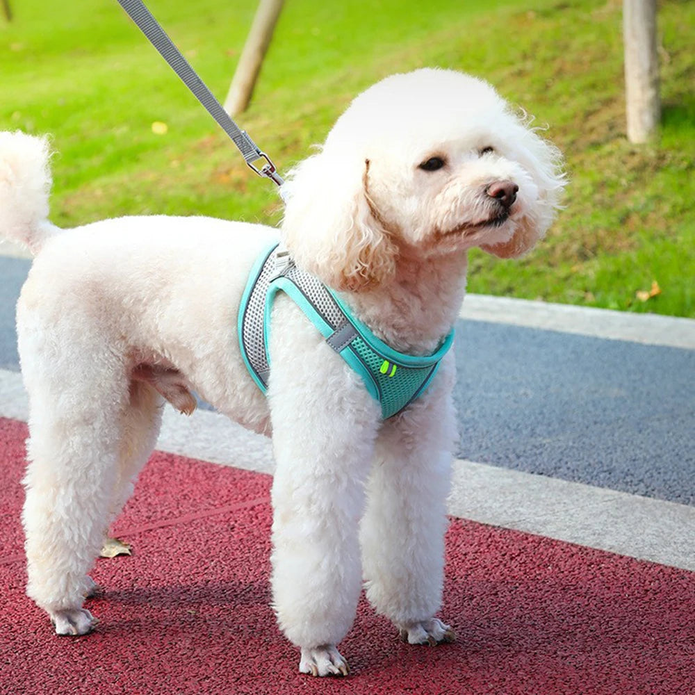 Harnais chien coloré